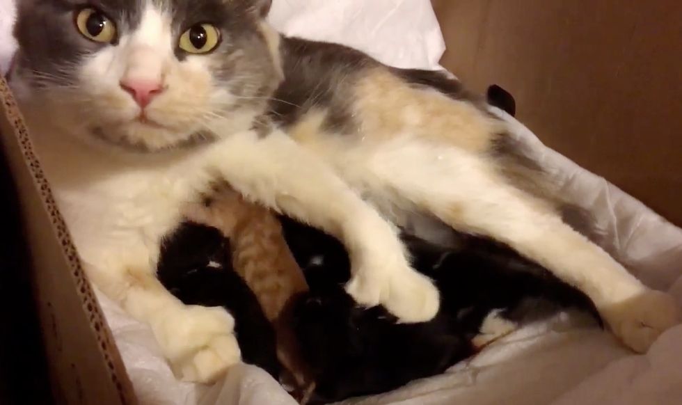 stray-cat-walks-up-to-couple-looking-for-safe-place-for-her-kittens