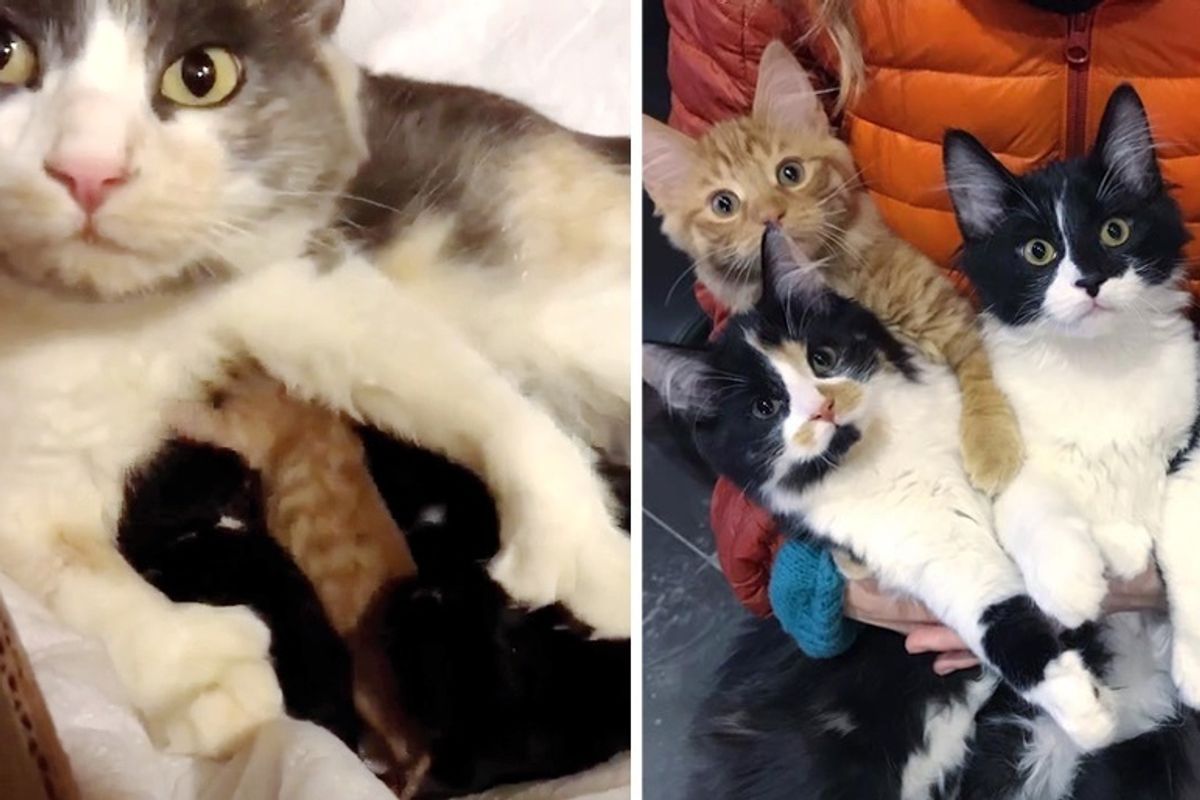 Stray Cat Walks Up to Couple, Looking for Safe Place for Her Kittens