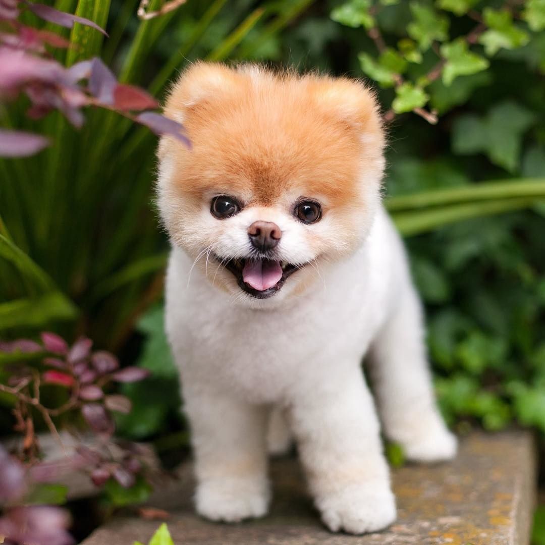 Cutest Dog' Boo Dies of a Broken Heart 