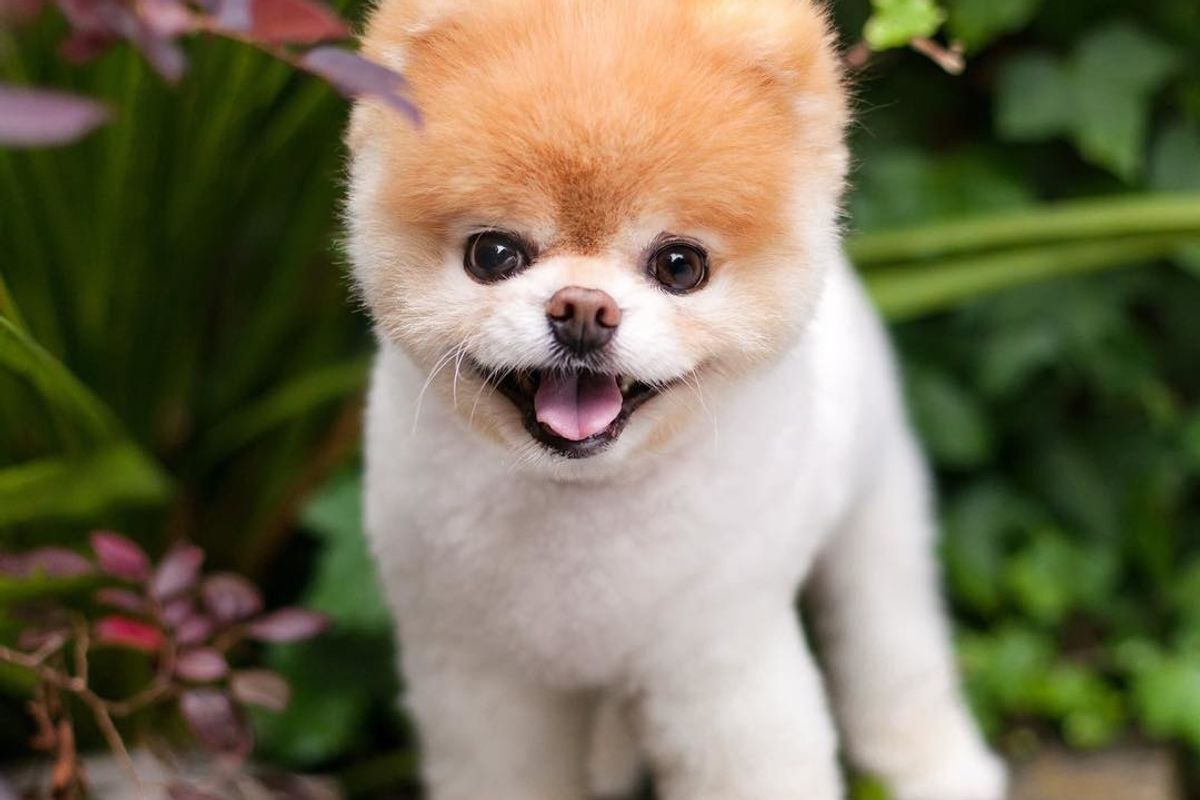 The World\'s Cutest Dog\' Boo Dies of a Broken Heart - PAPER Magazine