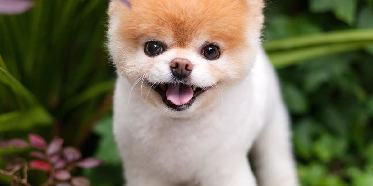 The World\'s Cutest Dog\' Boo Dies of a Broken Heart - PAPER Magazine