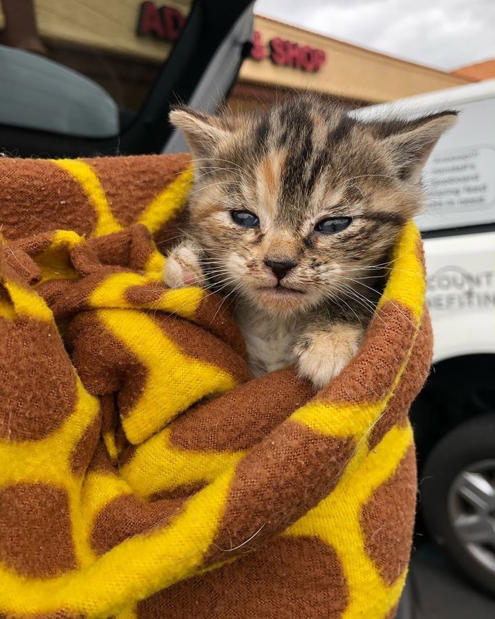 Kitten Rescued from Streets, Meows for Cuddles When Someone Comes to Help Her