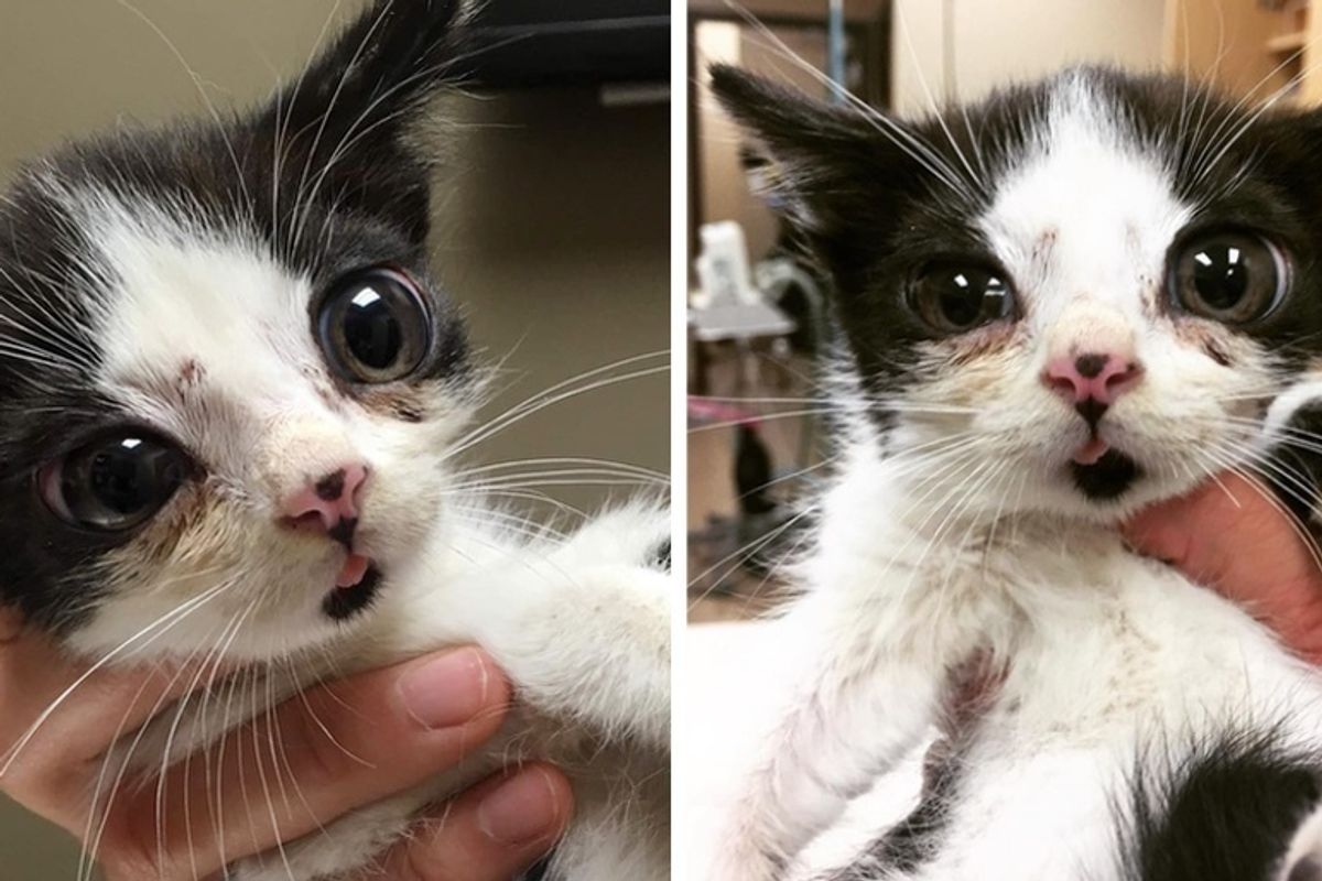 Woman Found Kitten with Very Large Eyes on Her Porch and Discovered How Special He is