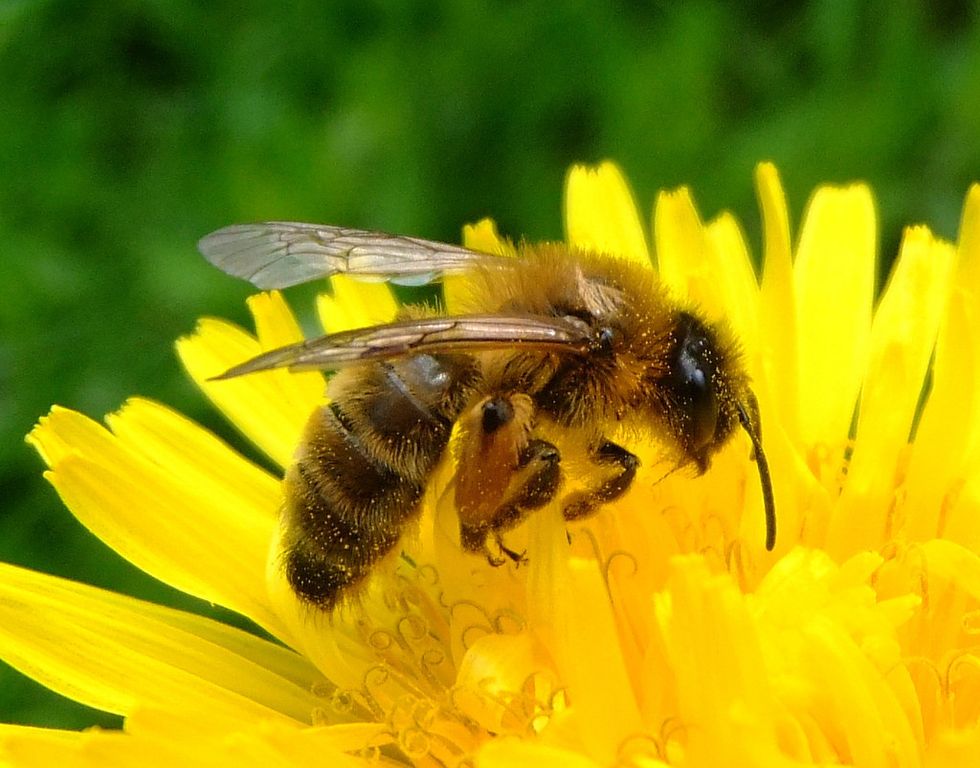 The 10 Most Common Bees, Ranked By Cuteness