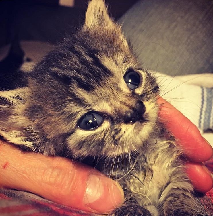 Kitten With Permanently Angry Face Dubbed 'Grumpy Cat 2.0