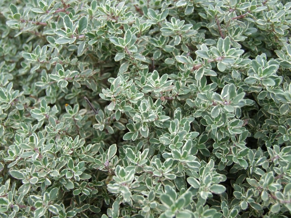 Image result for Thyme Destroys Strep Throat, Flu Virus And Fights Respiratory Infections
