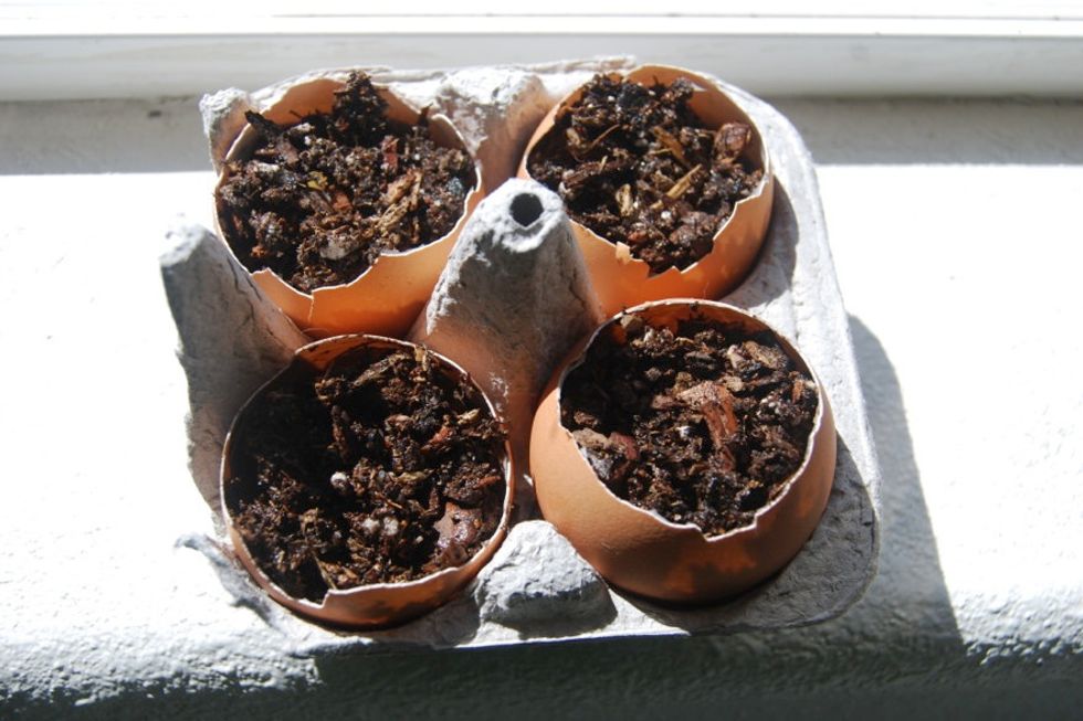 Seeds, Eggshells, and Transplanting - What to Know