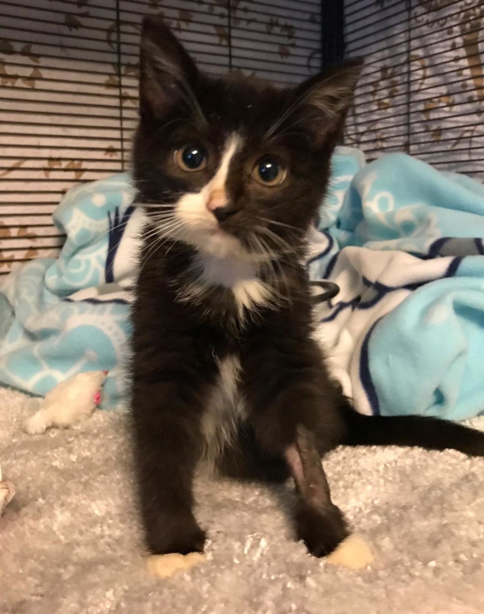 Kitten Who Couldn't Move Her Hind Legs, Shows Others She Can Walk Again ...