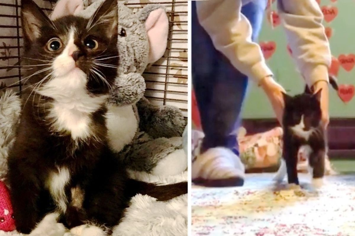 Kitten Who Couldn't Move Her Hind Legs, Shows Others She Can Walk Again
