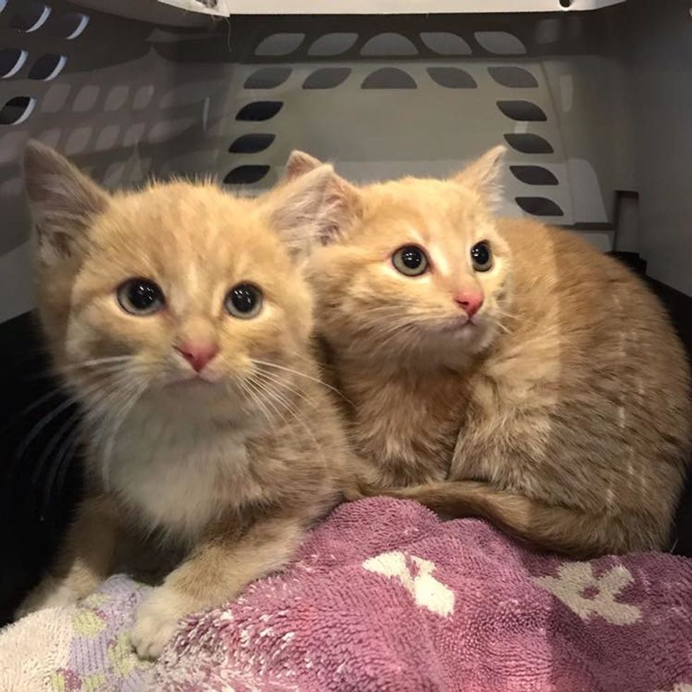 2 Kittens Found Wandering into Workplace Together, Won't Leave Each ...