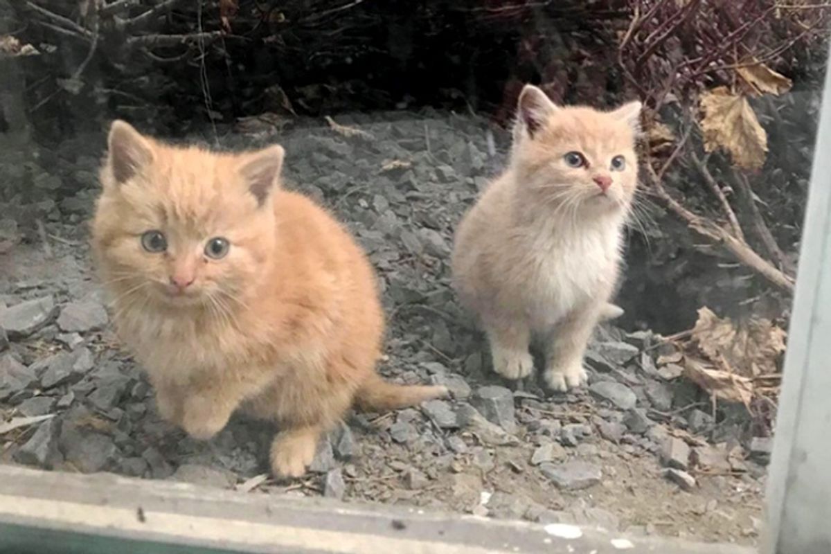 2 Kittens Found Wandering into Workplace Together, Won't Leave Each Other's Side