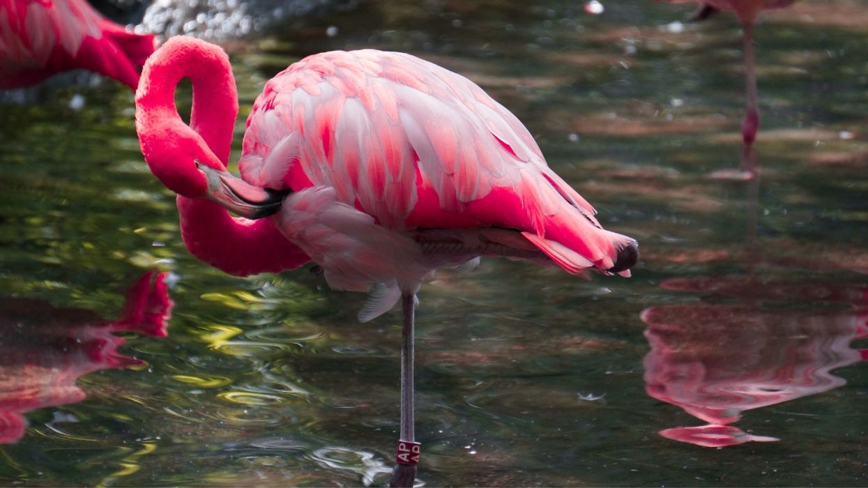 So There's Actually A Completely Logical Reason Why Flamingoes Stand On One Leg