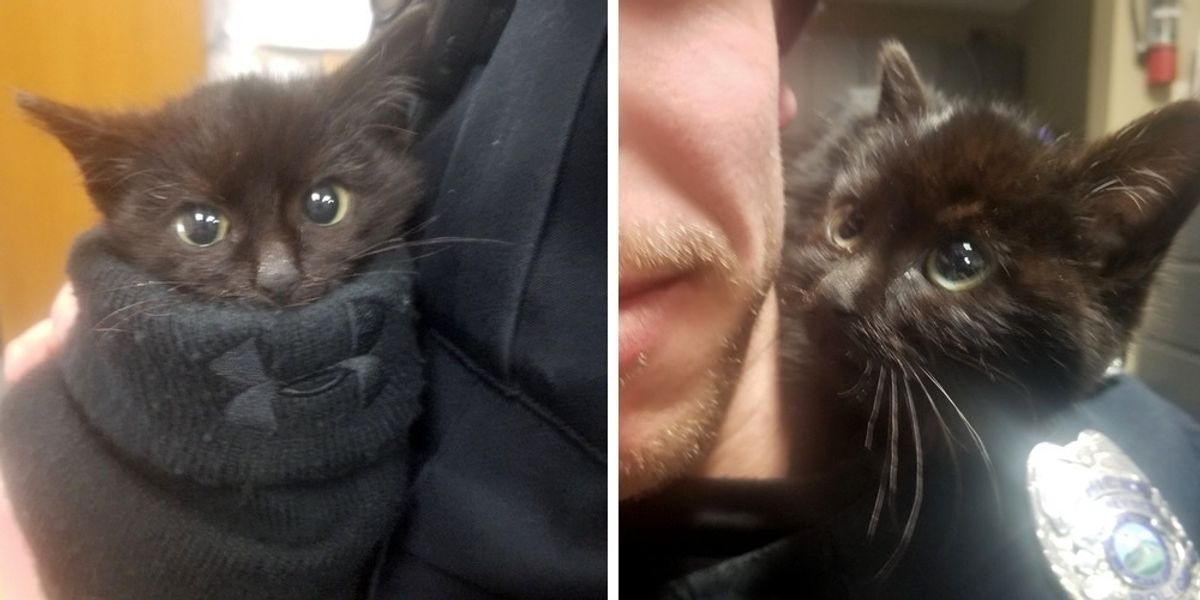 Affectionate Kitten Clings to Police Officer Video - Love Meow