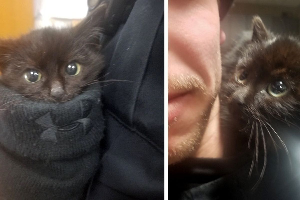 Officer Saves Kitten Stuck in Snow, the Kitty Climbs onto Him and Insists on Going Home with Him