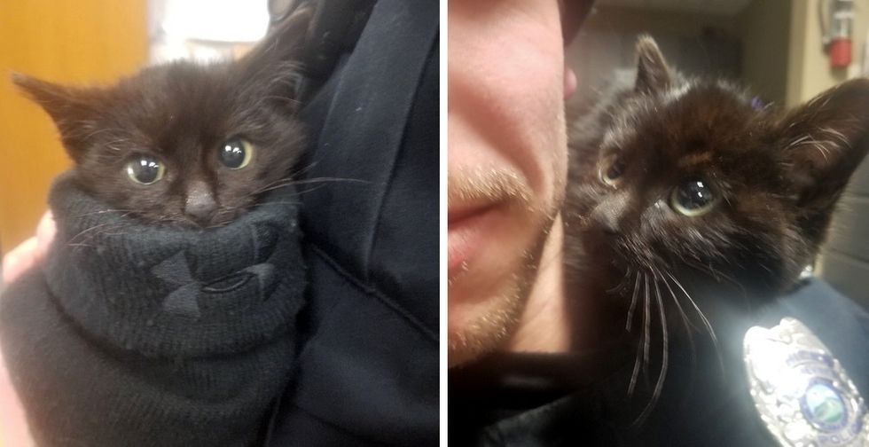 Despite allergy, Bradenton Police Officer rescues kitten