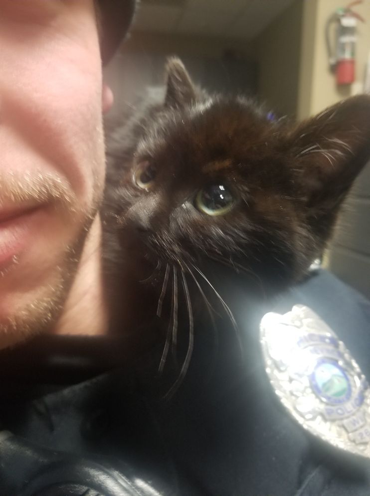 Officer Calms Frightened Kitten With Kitty Voice After Rescuing