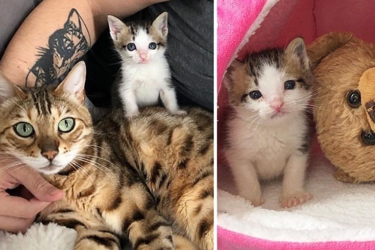 Rescuers Save Orphaned Kitten, Turn His Life Around with Help from Teddy Bear and Their Cat