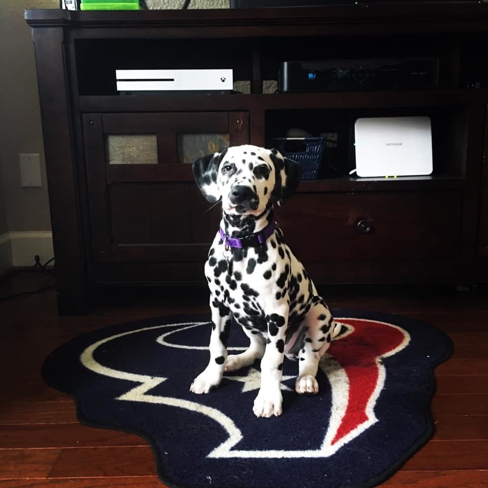 On Super Bowl radio row, book signings, puppies, ponies and a good cause: 5 topics for a Monday