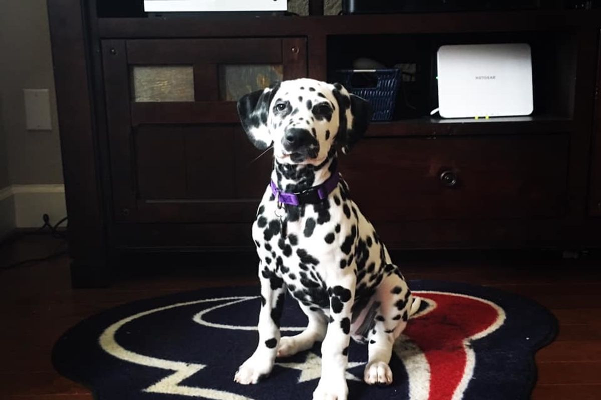 On Super Bowl radio row, book signings, puppies, ponies and a good cause: 5 topics for a Monday