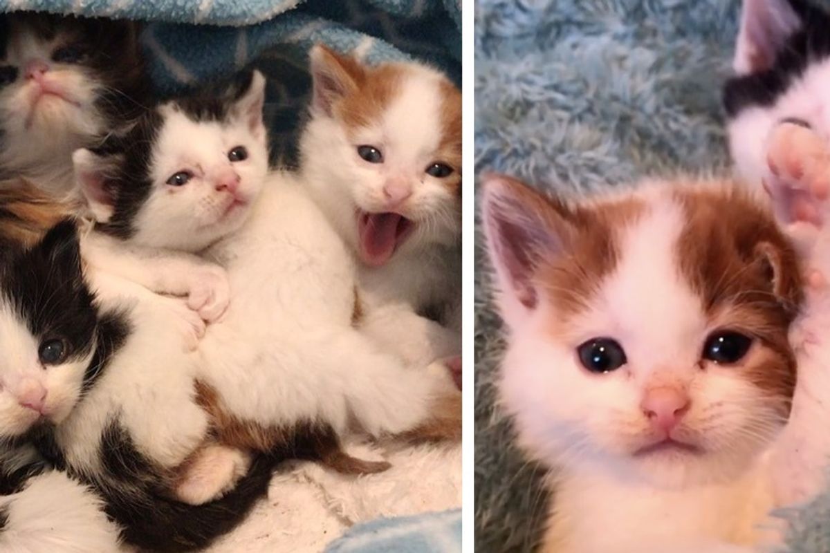 Kittens Found Huddled Up in Trash Bin, Kept Each Other Safe Until Help Arrived