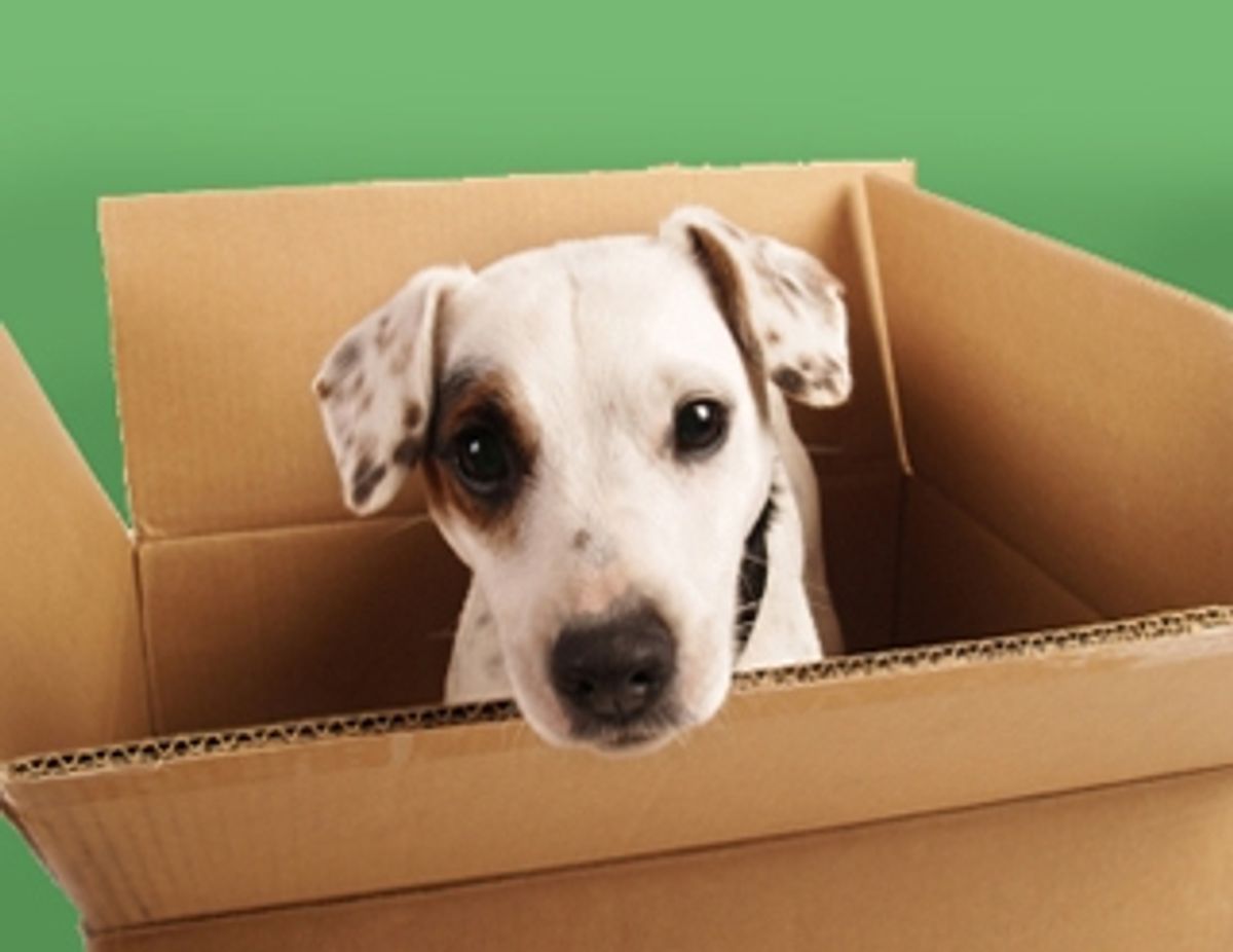 Moving with pets? Take extra care