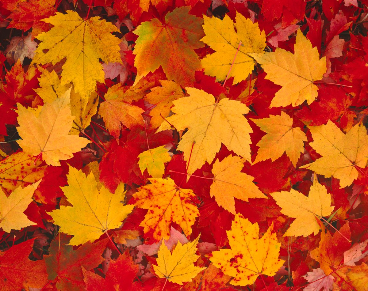 Fall Foliage Season in Bloom