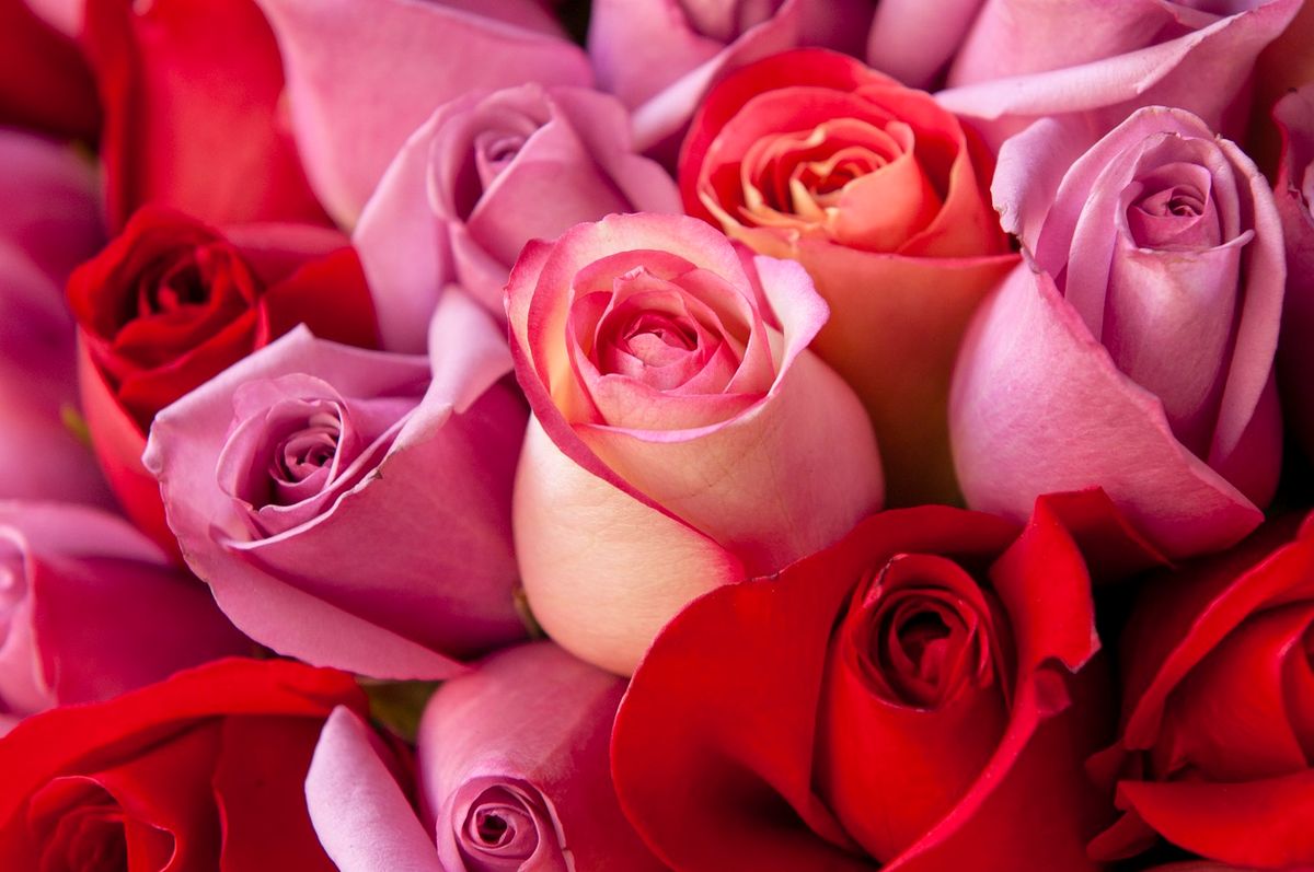 Trucking Industry Keeps the Bloom on Valentine’s Day Flower Deliveries