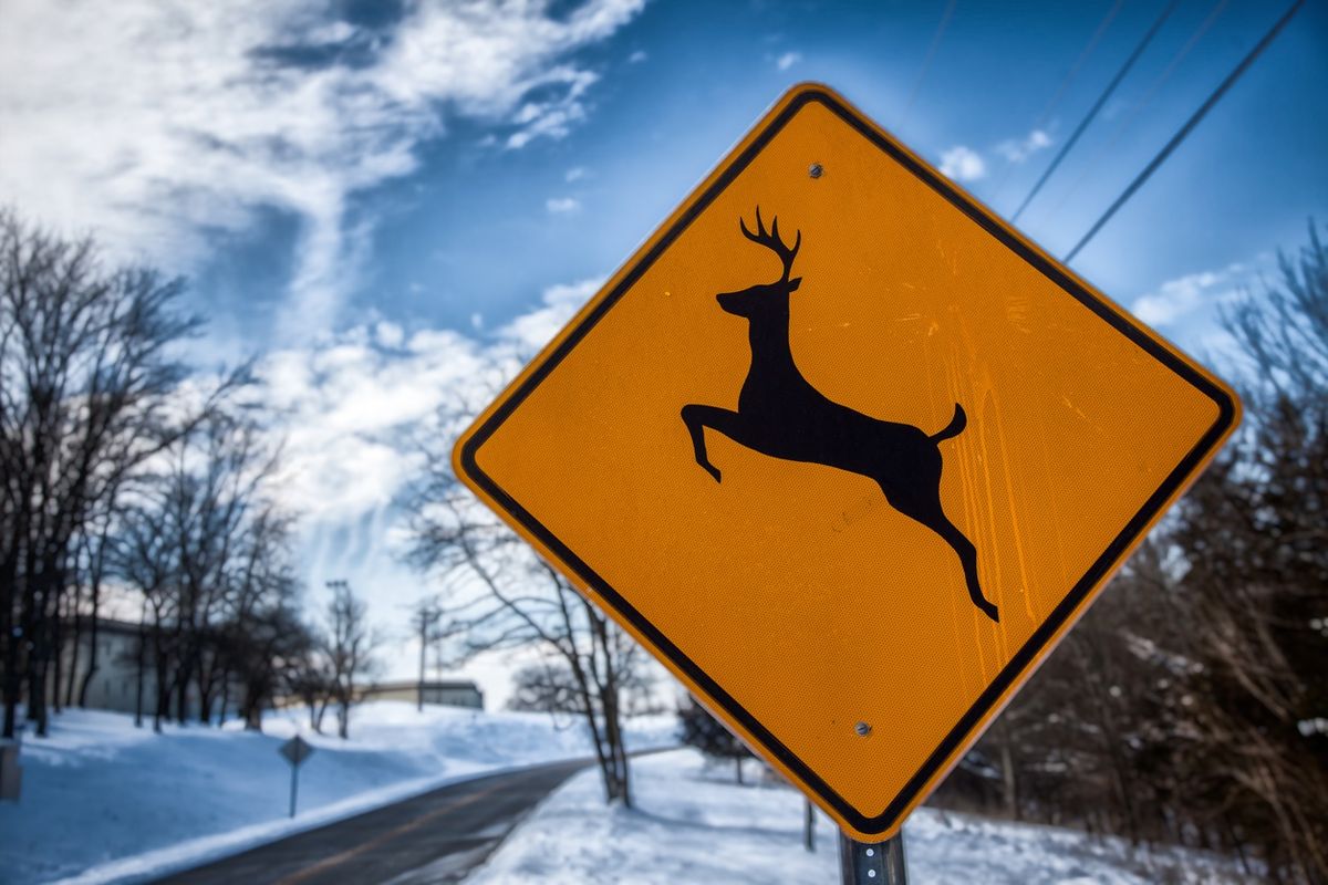 Watch Out for Wildlife on the Road