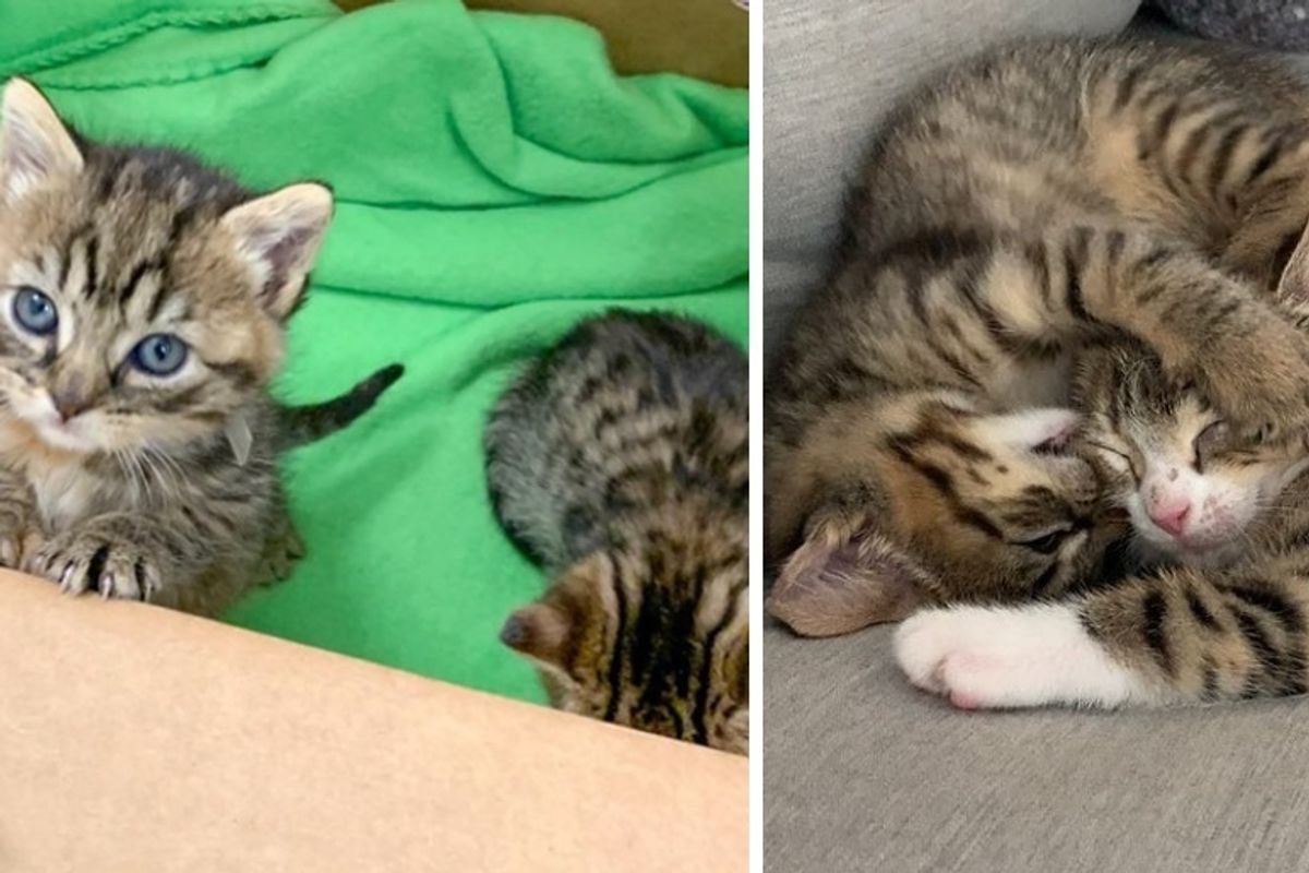 Woman Hears Kittens Crying by School and Saves Them When Their Mom Never Returns
