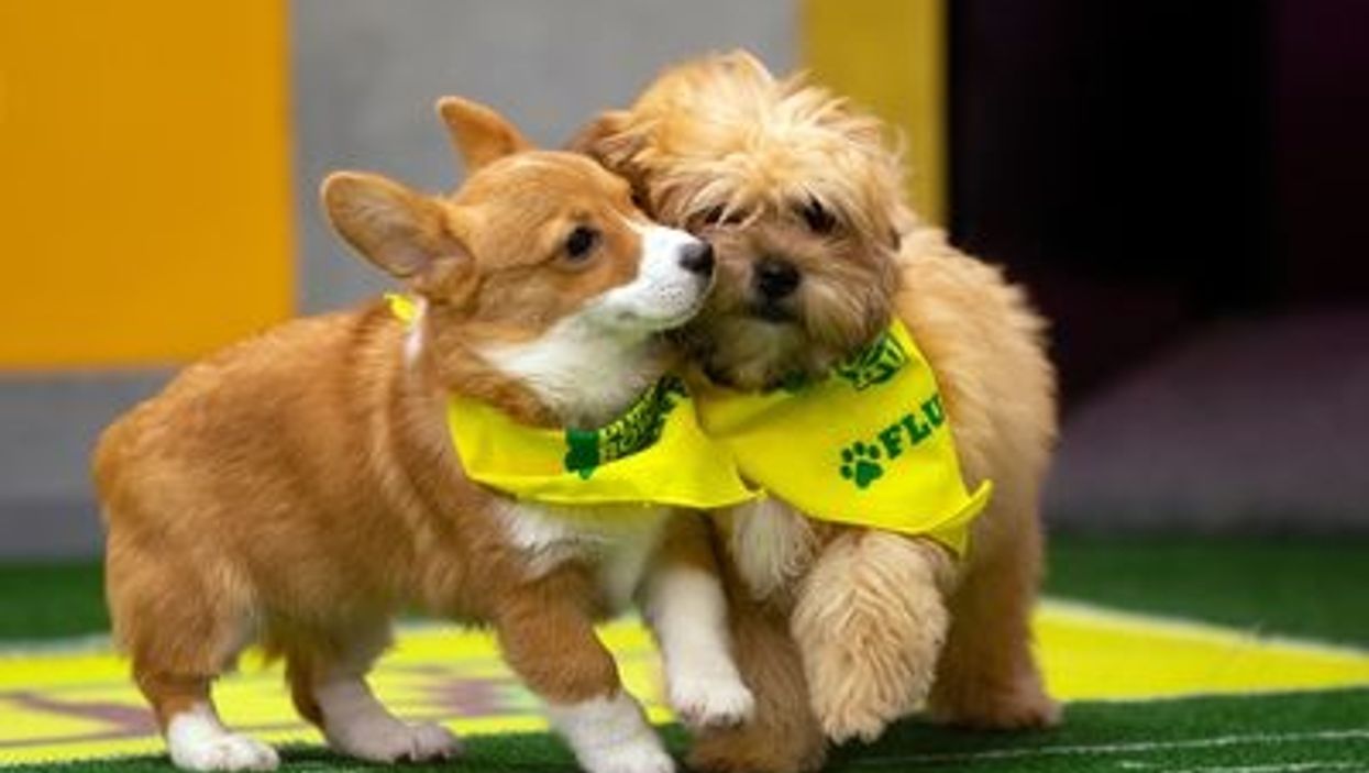 Meet the 12 Southern dogs in the Puppy Bowl XV starting line-up