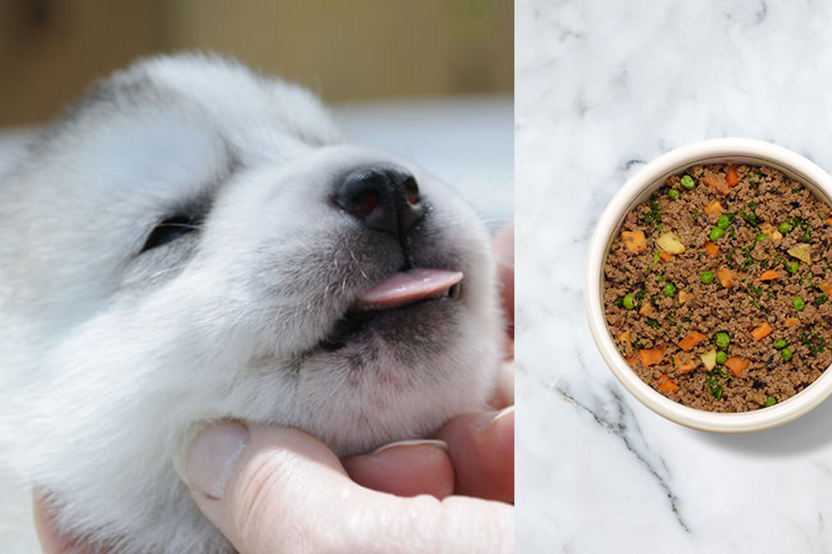 4 Reasons Why Your Dog Needs Human-Grade Food