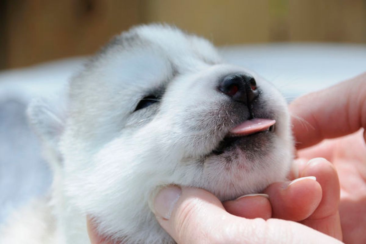 4 Reasons Why Your Dog Needs Human-Grade Food