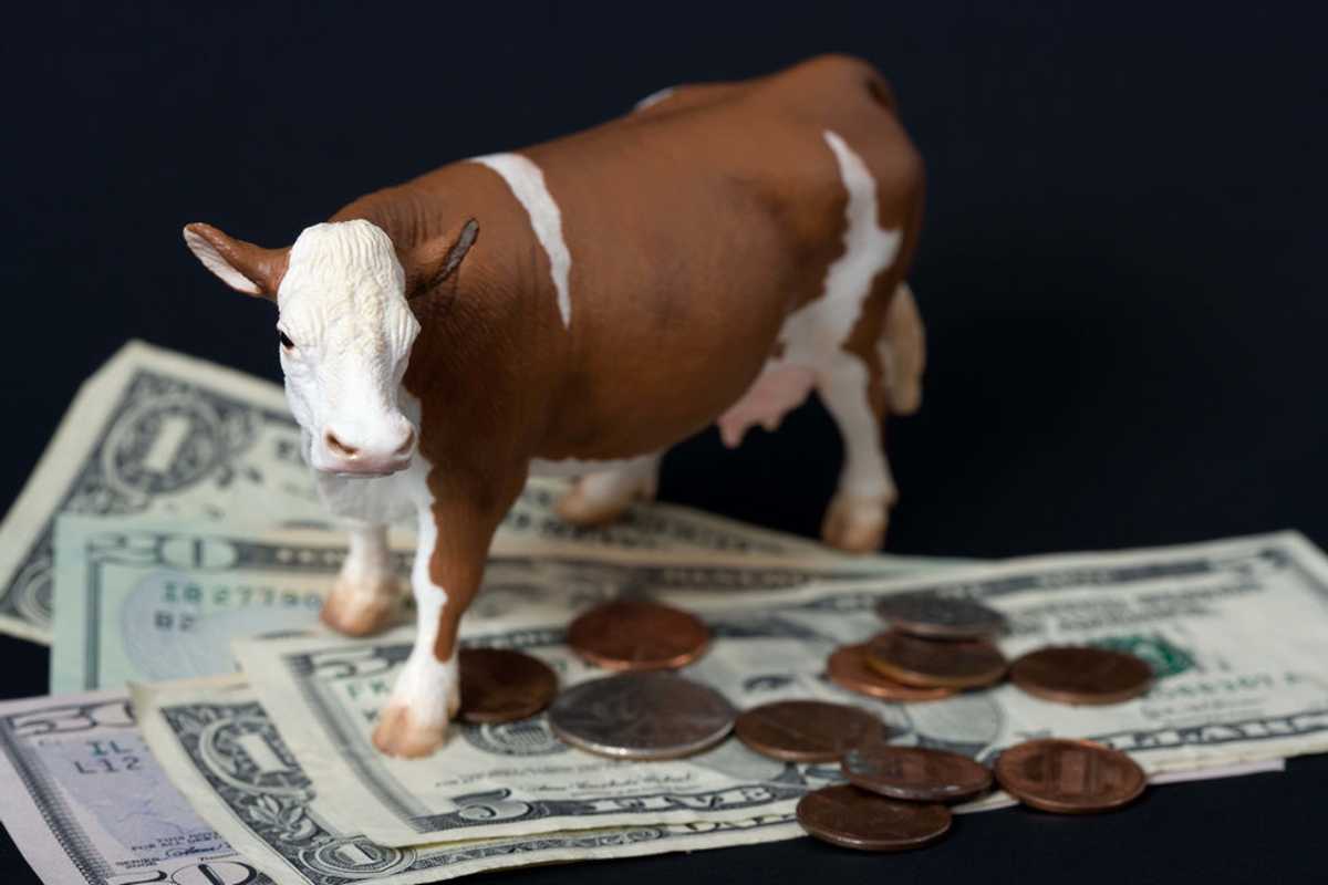Cash Cow