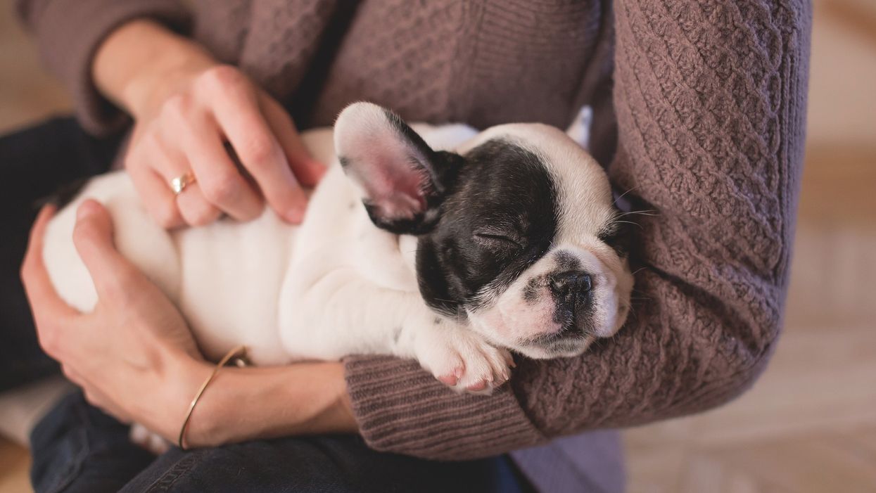 'Dog snuggler' has to be the best volunteer job description ever and you can apply