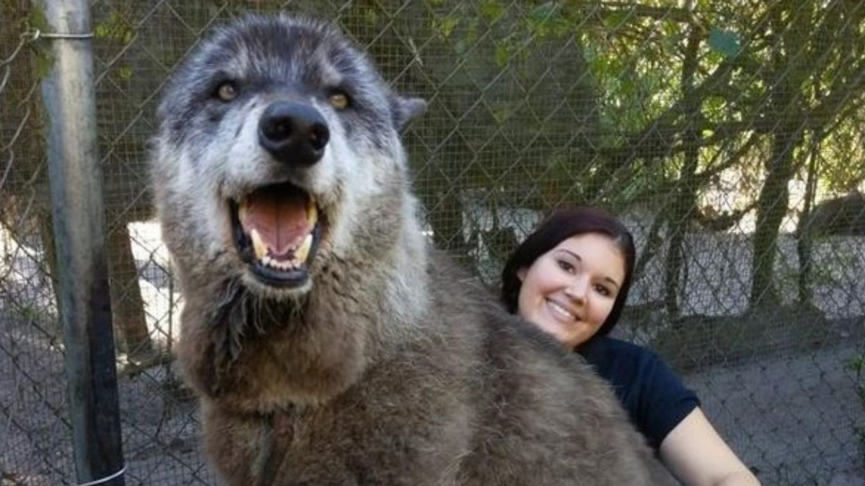 Florida Animal Sanctuary Steps In To Save Giant Wolfdog After His Owner Dumps Him At A Kill Shelter