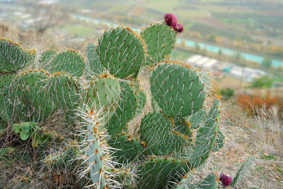 Lessons From A Cactus