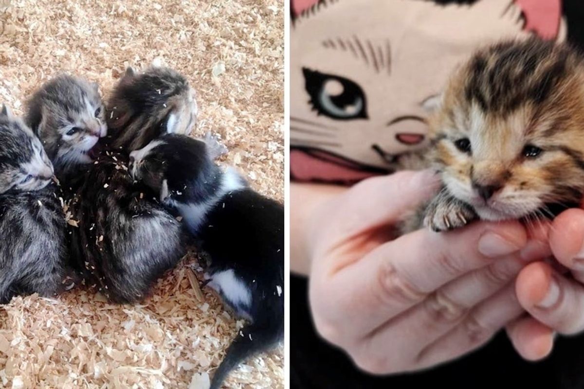 Orphaned Kittens Found With Tinier Adopted Kitty on a Farm, Have Their Lives Turned Around