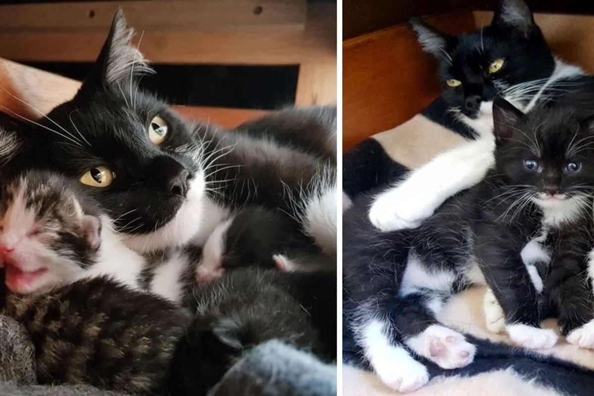 Cat Sneaks into Man's Home to Have Kittens and Forever Changes His Life