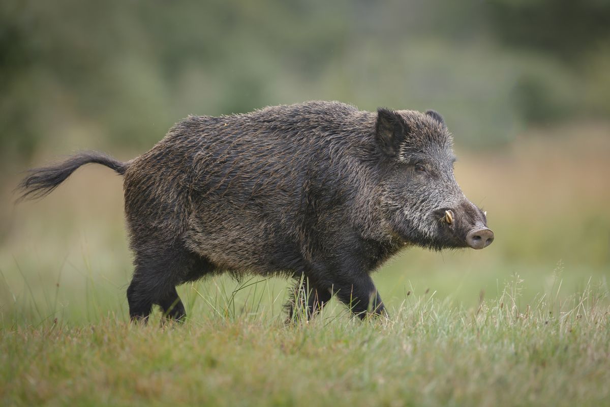 Per rimanere vivi bisogna mangiare il cinghiale