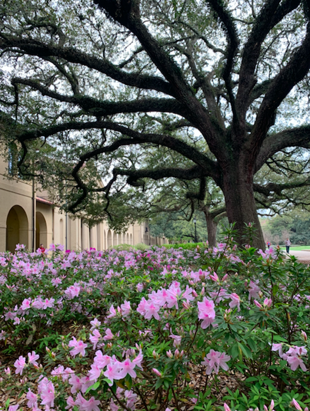 10 LSU Buildings That ACTUALLY Need To Be Fixed, Unlike The Bell Tower