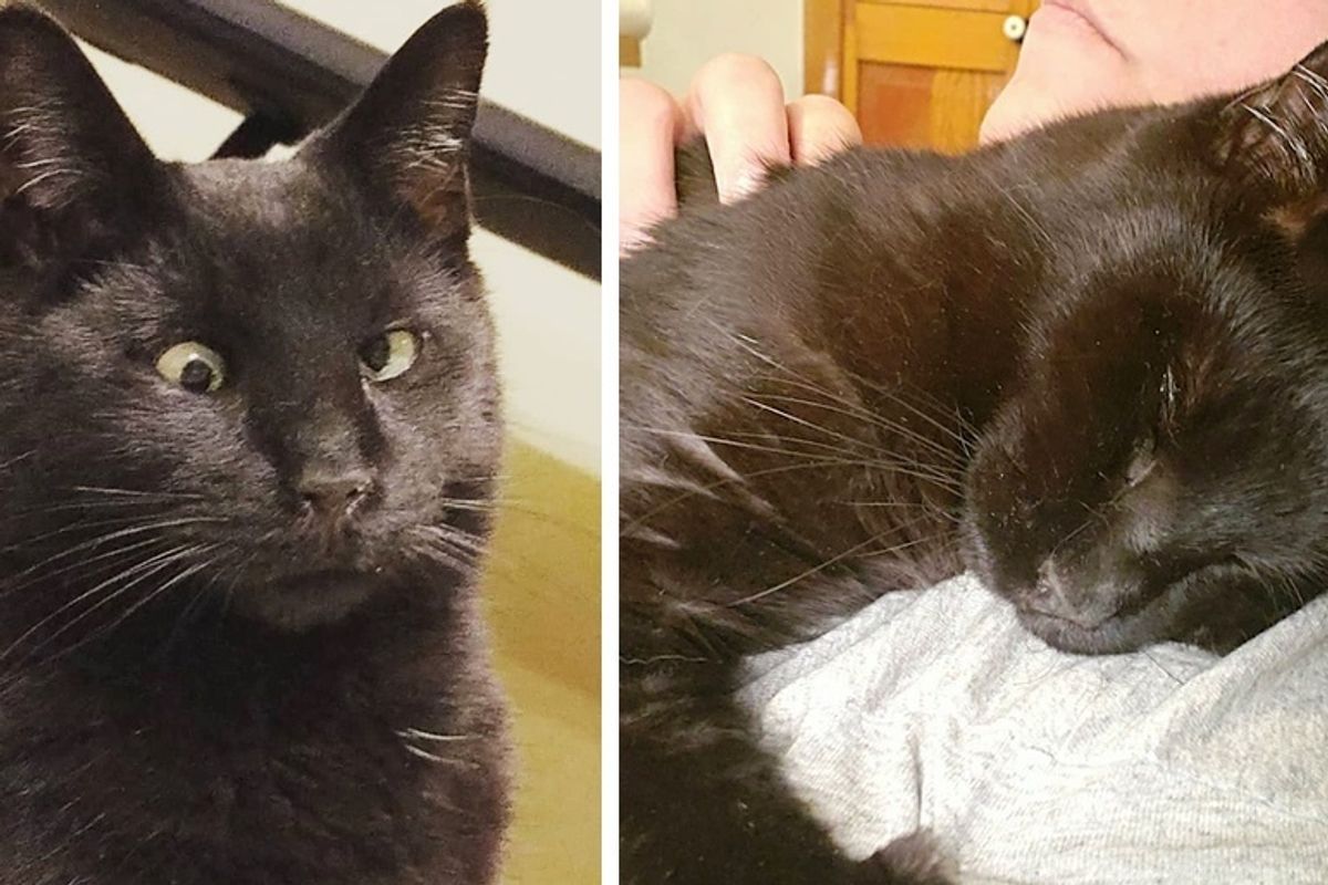 Stray Cat with Crossed Eye Finds Someone He Loves and Won't Let Go