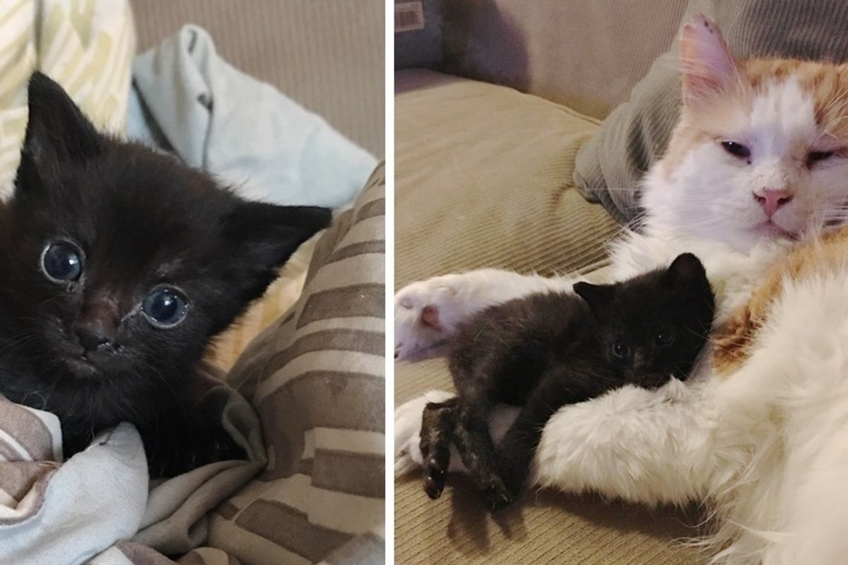 Rescuers Find Kitten in Difficult Situation and Save Him with Help from Former Feral Cat