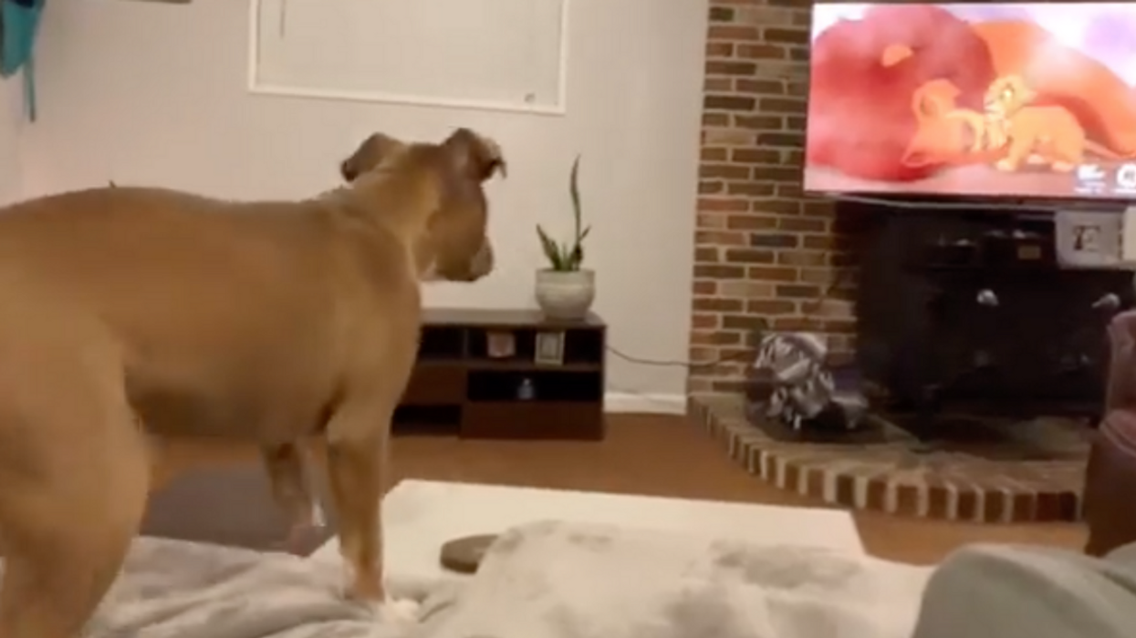 This Viral Video Of A Dog Crying While Watching Mufasa Die In 'The Lion King' Is Just Too Pure