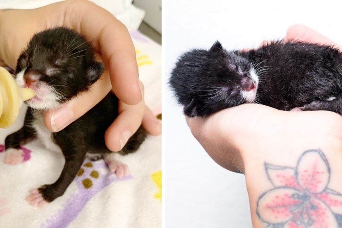 Kitten Found on a Porch without a Mom, They Notice She was Born Very Special