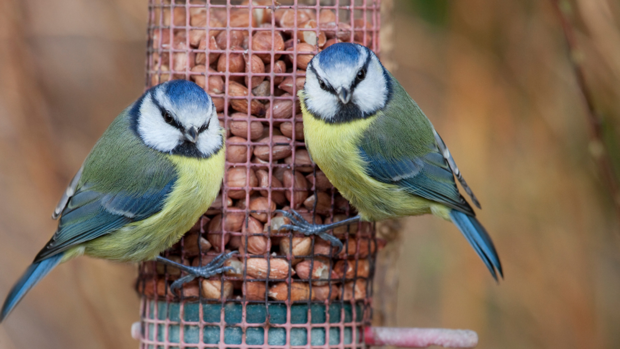 Woman Sets Up Photo Booth For The Birds That Visit Her Yard—And Captures Some Stunning Images