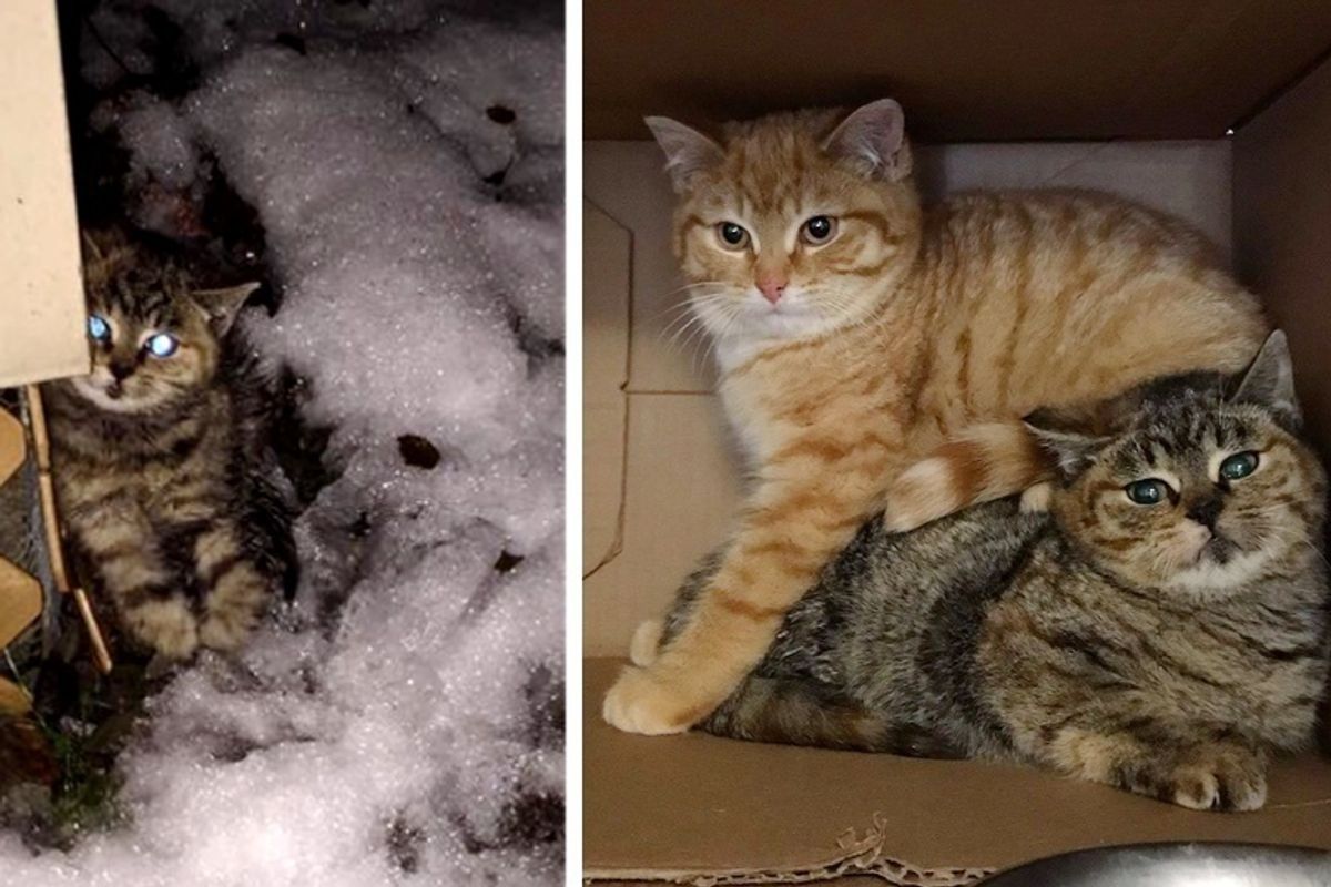 Woman Finds Wobbly Kitten Outside in the Cold and Saves Her and Her Brother Too