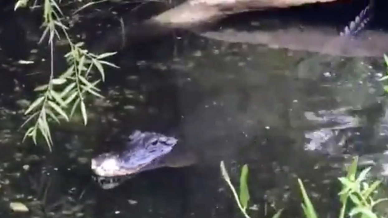 If You've Never Heard Alligators Bellow At Each Other During A Face-Off—Well, You Have Now