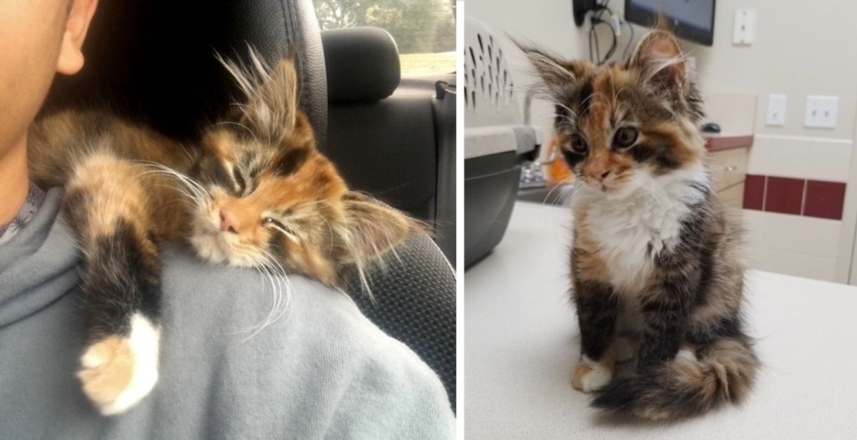 Stray Kitten Walks into Man's Apartment and Decides to Stay and Change His Life