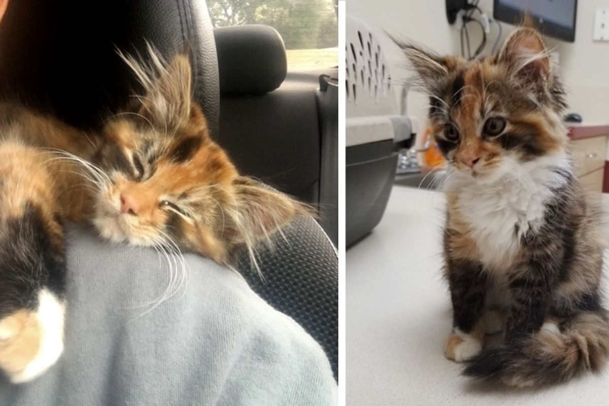 Stray Kitten Walks into Man's Apartment and Decides to Stay and Change His Life