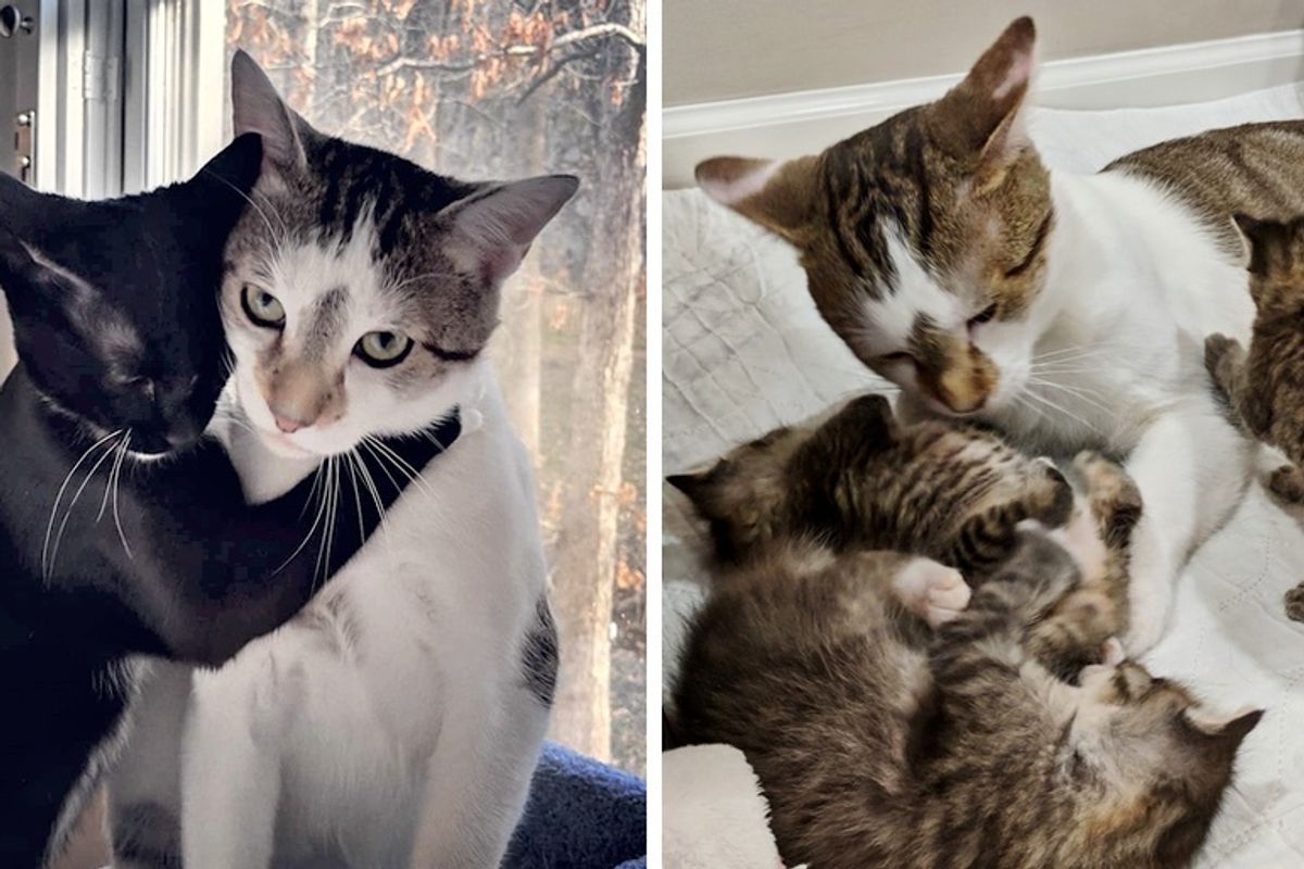 Cat Helps Raise His Kittens After He Was Rescued Along with His Best Friend from Shelter